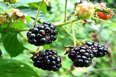 Blackberries