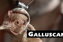 Galluscam